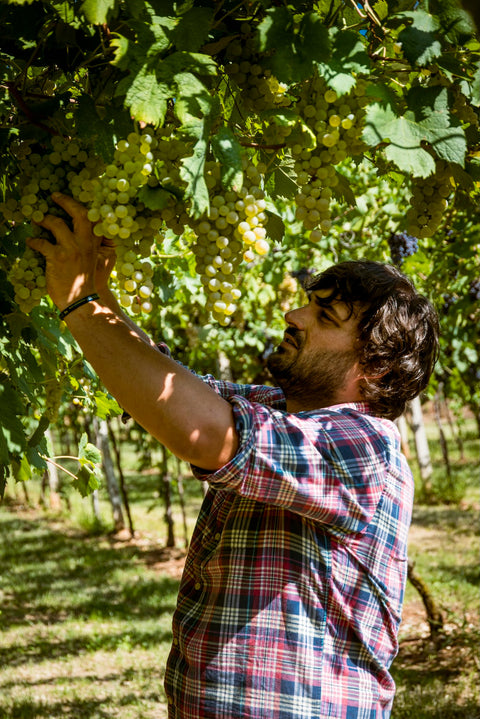 Andrea Lavagnoli - Valpolicella - Vêneto | VignaVita