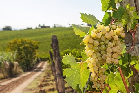 Ninguém Acreditava Nessas Vinhas