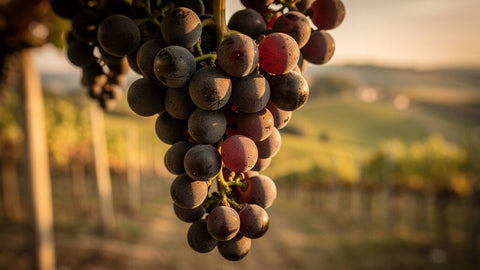Barbera
