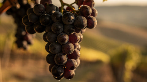 Dolcetto