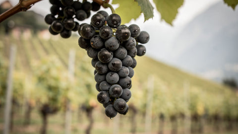 Pinot Nero