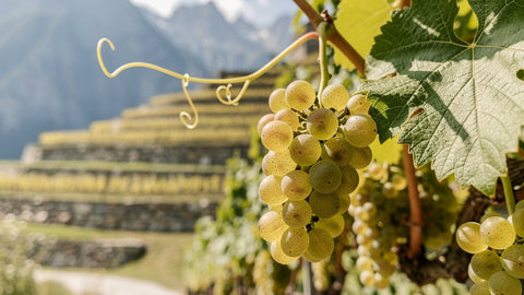 Riesling