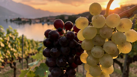 Rosés