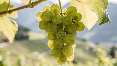 Sauvignon Blanc