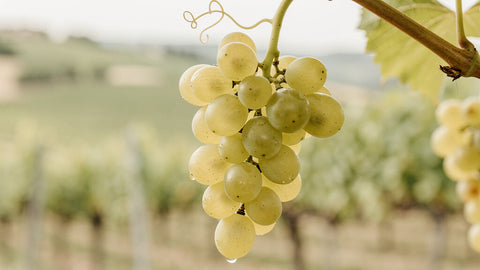 Trebbiano